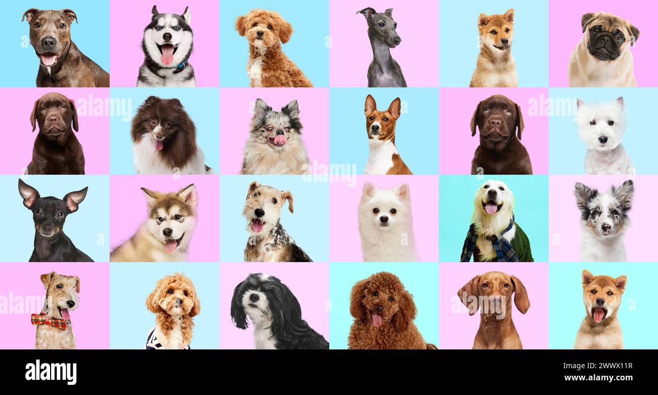 Collage fait de portrait de chiens de race pure regardant la caméra sur fond de studio rose-bleu pastel. Muselières joyeuses et souriantes. Banque D'Images