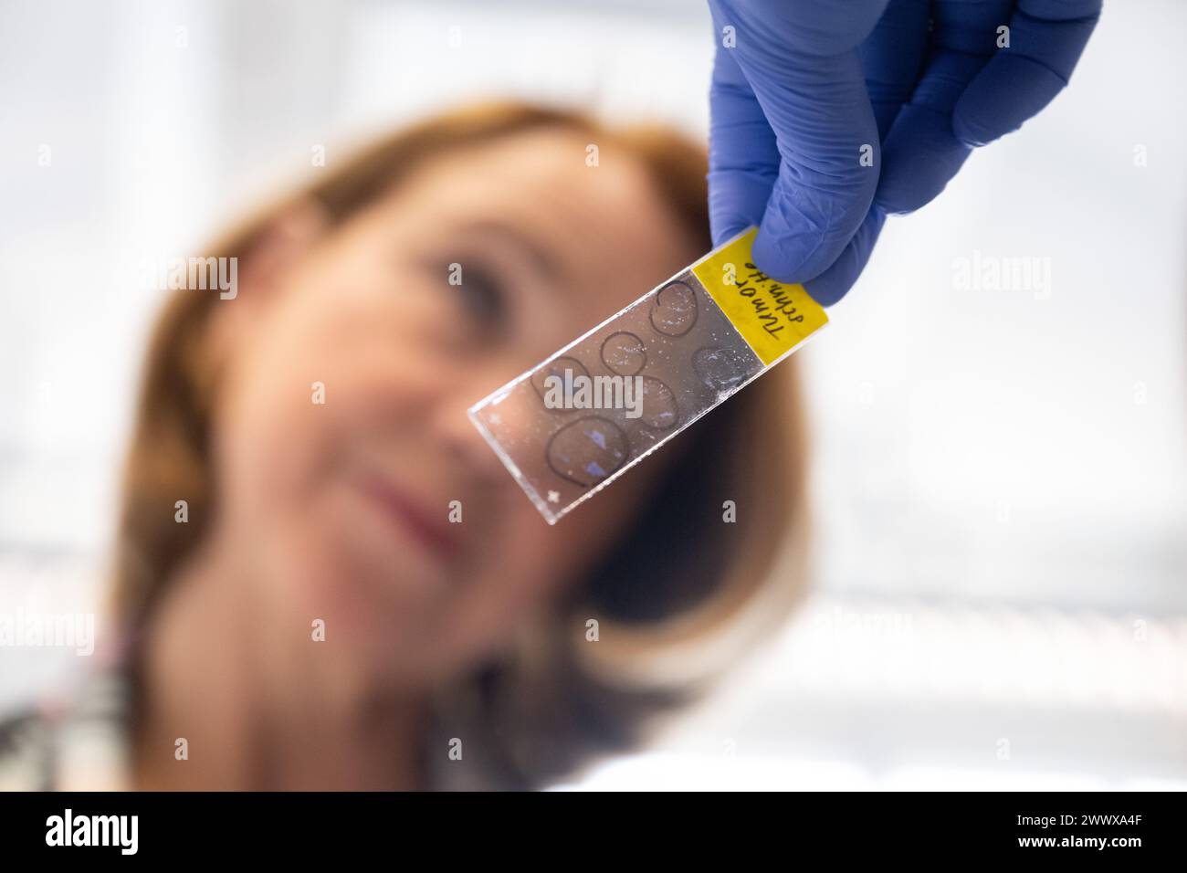 Stuttgart, Allemagne. 26 mars 2024. Petra Olschowski (Alliance 90/les Verts), ministre des Sciences du Bade-Württemberg, examine les coupes de tissu d'une tumeur du côlon sur une lame dans un laboratoire de l'Université de Stuttgart. Selon le ministère des Sciences du Bade-Württemberg, le nombre d'expériences animales a encore diminué ces dernières années, notamment grâce au succès de la recherche alternative. Le réseau dit 3R, qui vise à éviter, réduire ou améliorer les expérimentations animales, a joué un rôle majeur dans cette réduction crédit : Marijan Murat/dpa/Alamy Live News Banque D'Images