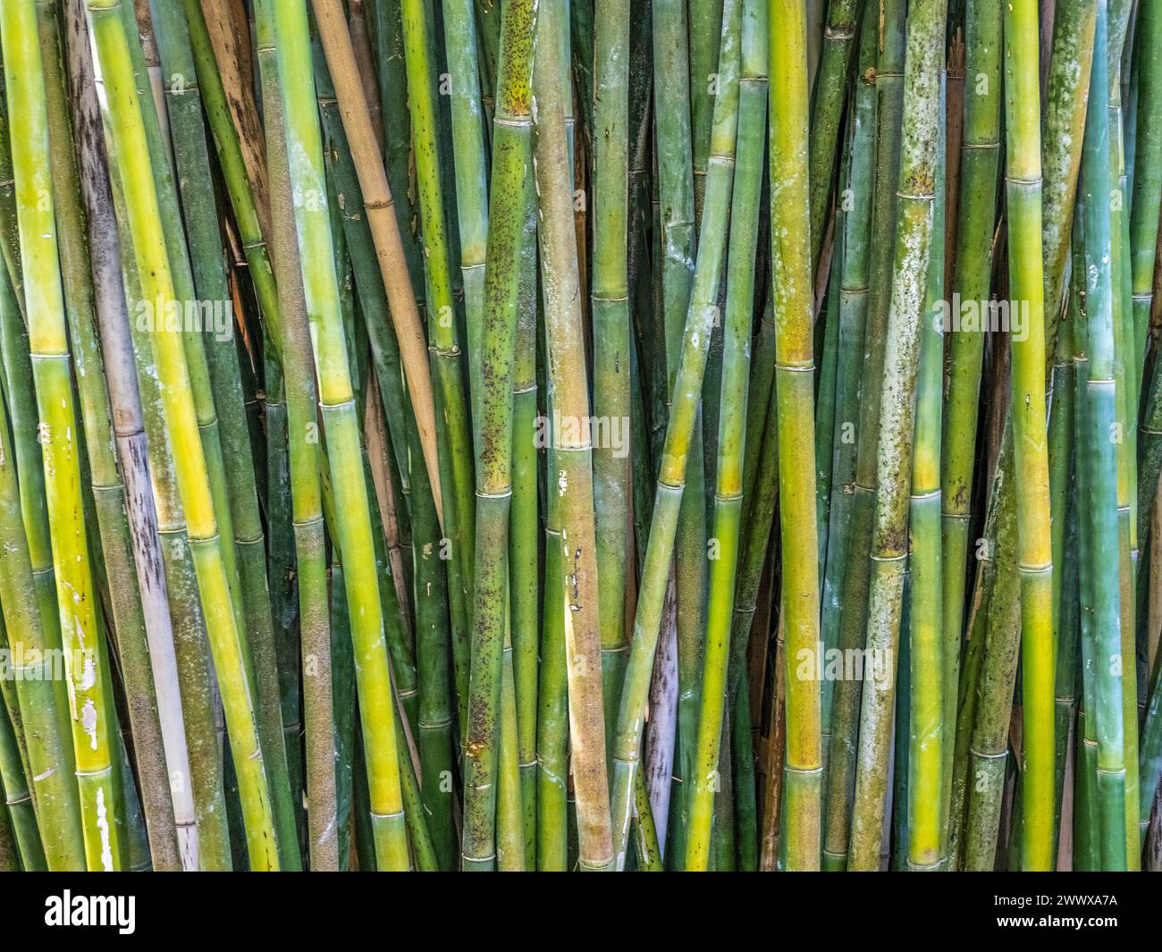 Gros plan du cadre de remplissage en bambou Banque D'Images