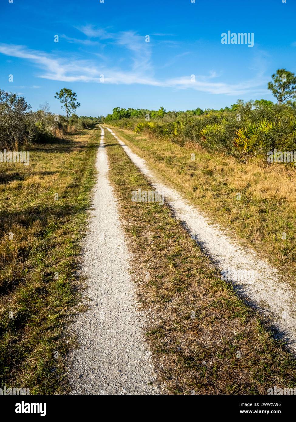 Route primitive dans Deer Prairie Creek Preserve à Venice Florida USA Banque D'Images