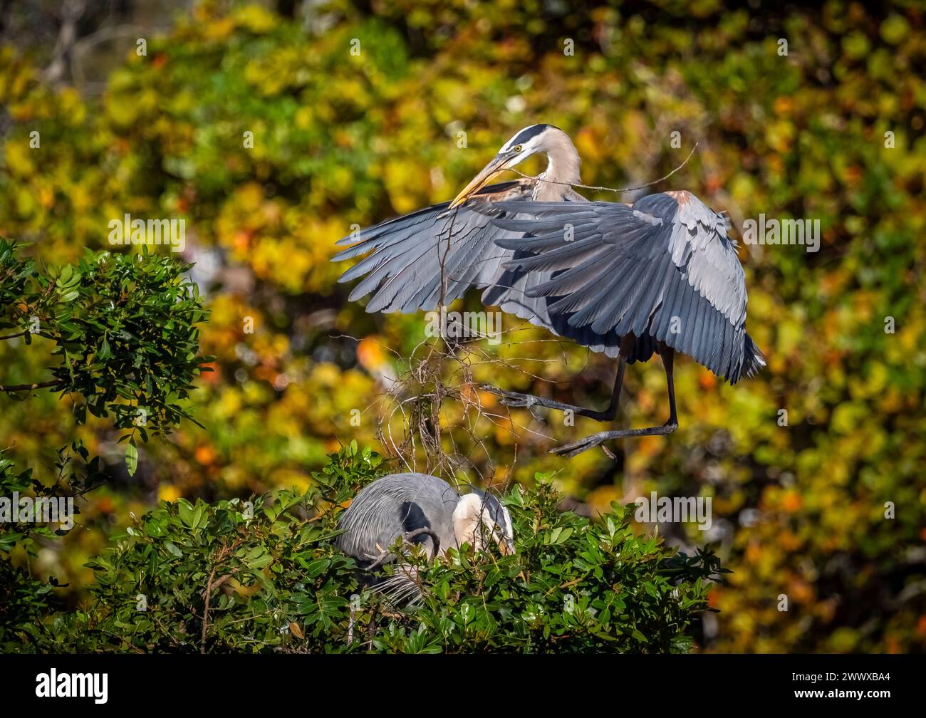 Great Blue Heron rassemblant des brindilles pour la construction du nid à la Venice Bird Rookery à Venice Florida USA Banque D'Images