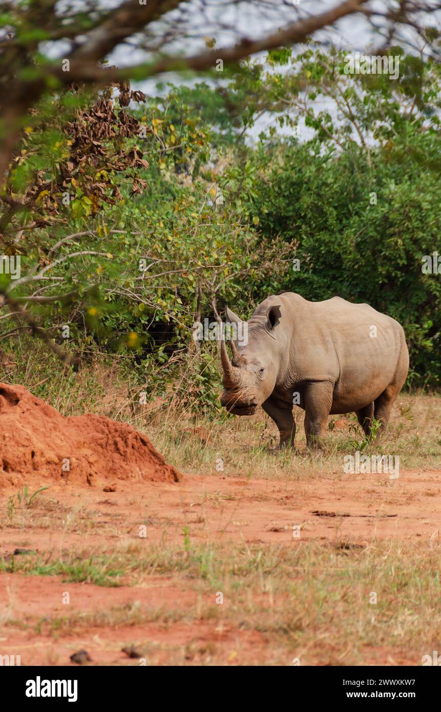 Rhinocéros noir africain, diceros bicornis, faune sauvage, en voie de disparition. Safari en Ouganda. Banque D'Images