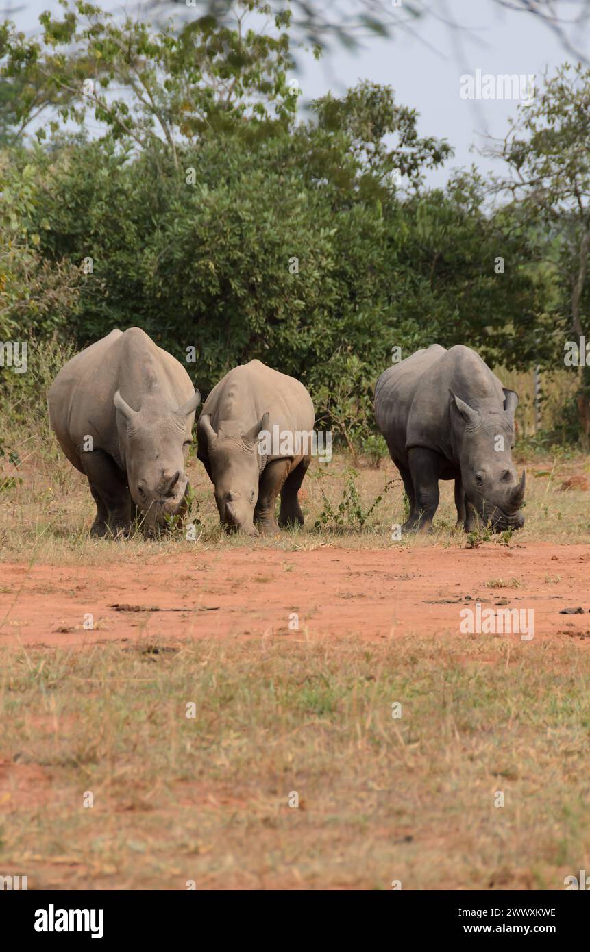 Groupe de trois, rhinocéros noirs africains menacés, diceros bicornis, faune sauvage. Safari en Ouganda. Banque D'Images