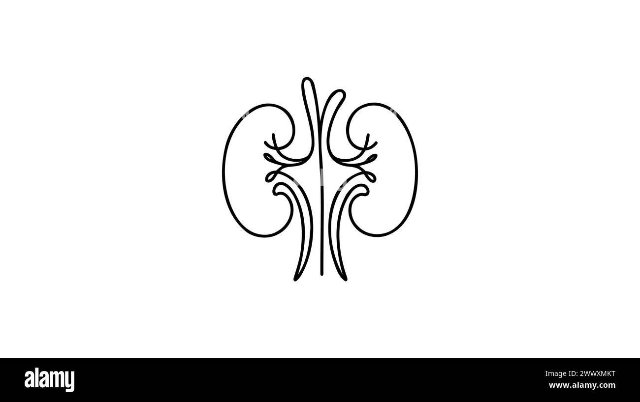 Reins humains avec uretères d'une ligne allongée Dessin de ligne continue de l'homme, interne, organes, reins, uretères, système excréteur. Illustration de Vecteur