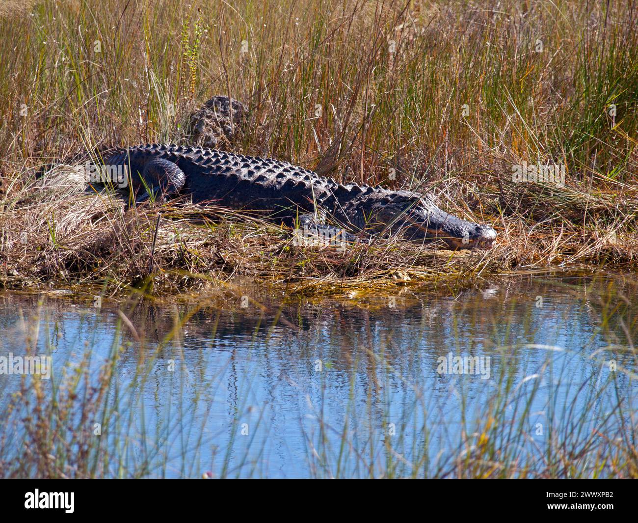 Gros alligator se prélassant dans le canal près de la zone de loisirs Chekika du parc national des Everglades. Banque D'Images