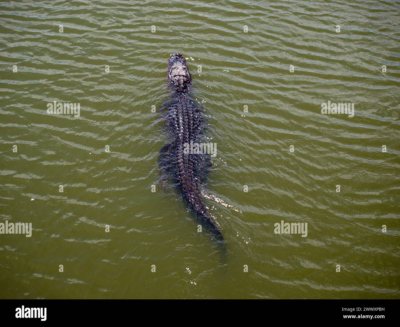 Alligator américain nageant rapidement vu du haut. Everglades, Floride. Banque D'Images