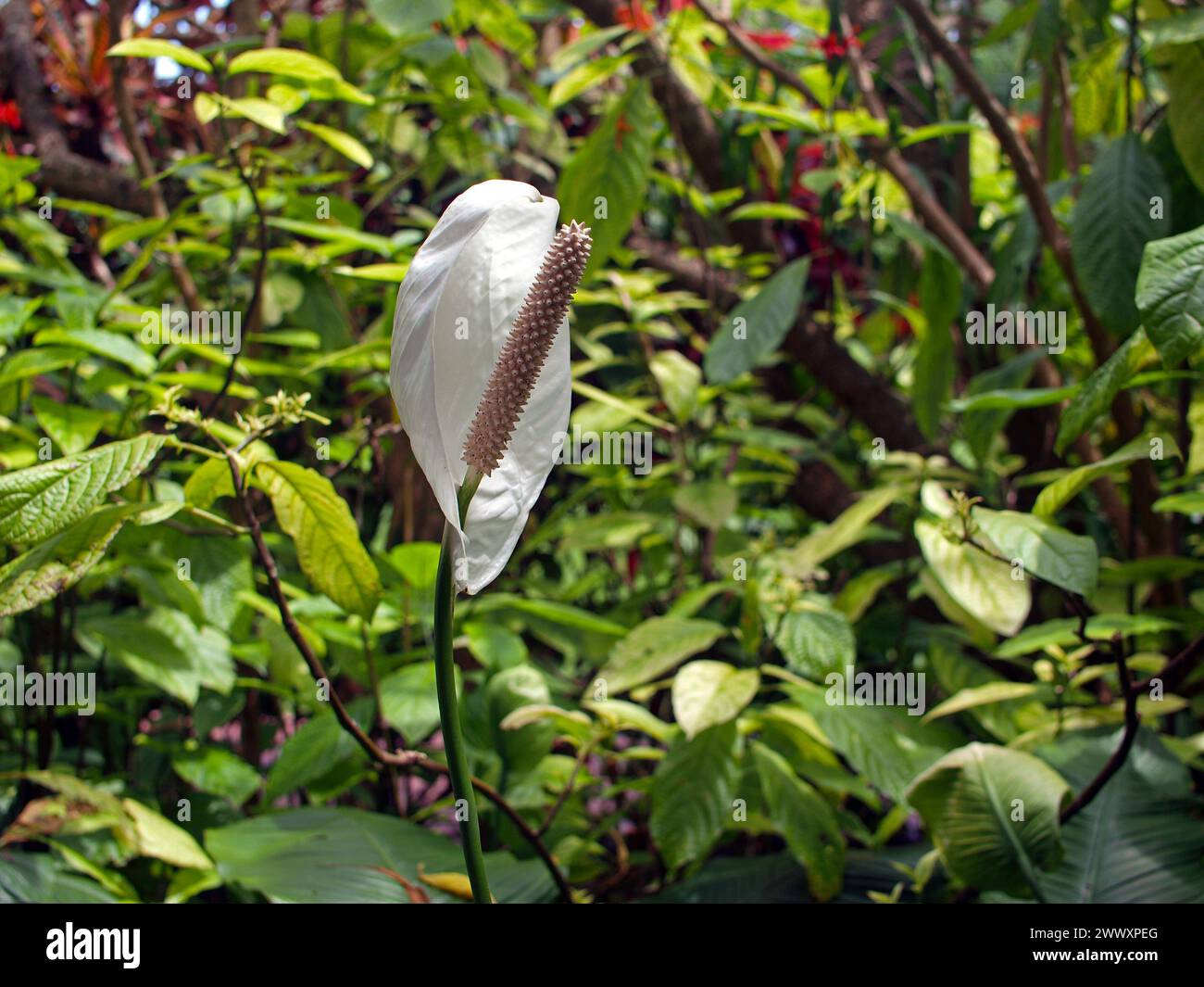 Blooming Peace Lily (Spathiphyllum) avec ses fleurs particulières produites dans un spadix. Banque D'Images