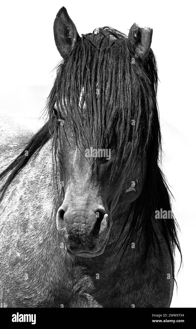 Le troupeau de chevaux sauvages Onaqui Mountain a une construction légère à modérée et une gamme de couleurs allant de l'oseille, du roan, de la peau de sarrasin, du noir, du palomino, et gris. Banque D'Images