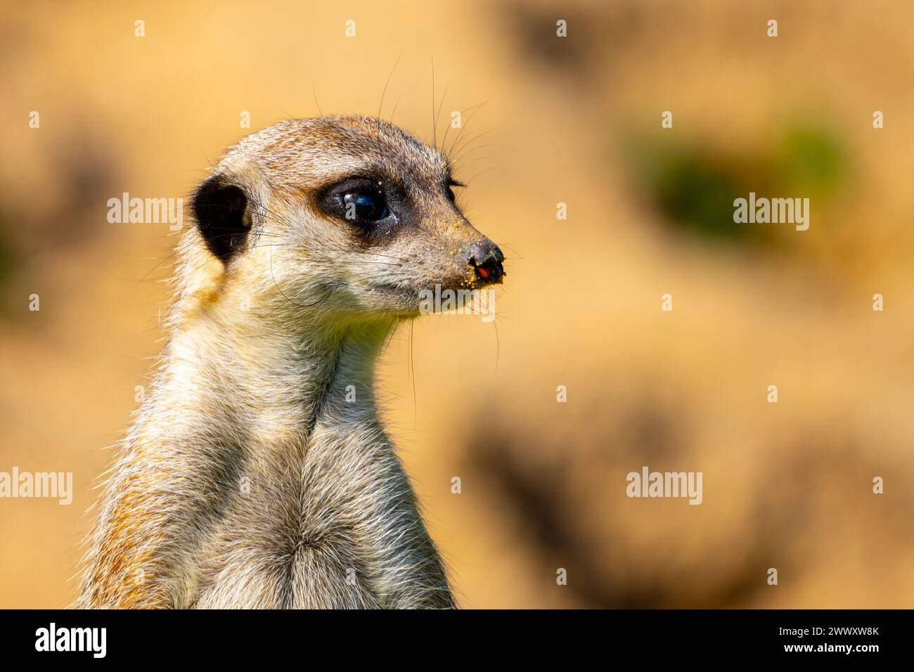 Un gros plan d'une suricate, sa fourrure détaillée et ses yeux vifs, sur un fond naturel flou, capturant l'essence de la vigilance de la faune Banque D'Images