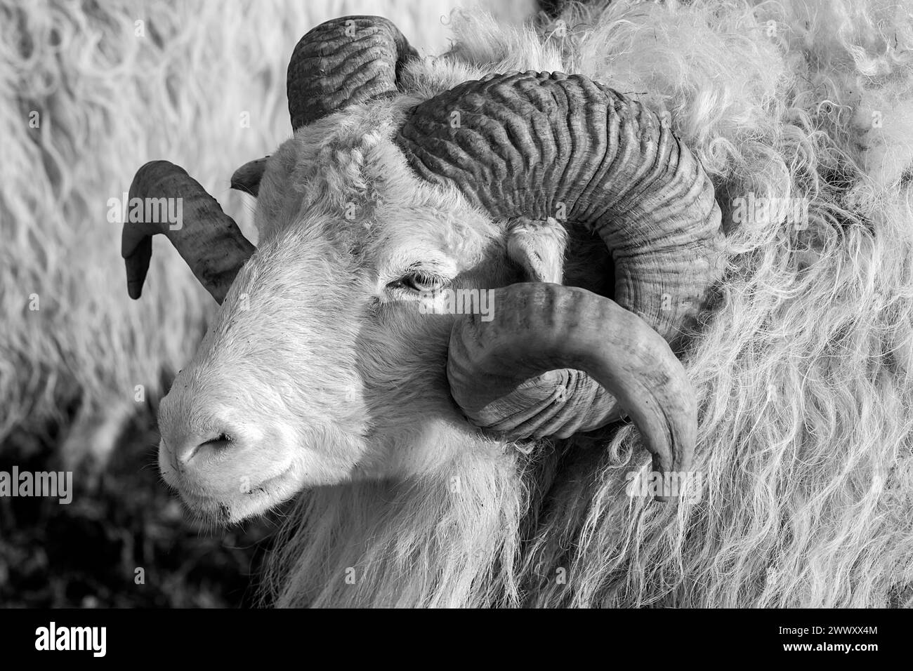 Coucou mâle de landes à cornes (Ovis aries), Rehna, Mecklembourg-Poméranie occidentale, Allemagne Banque D'Images