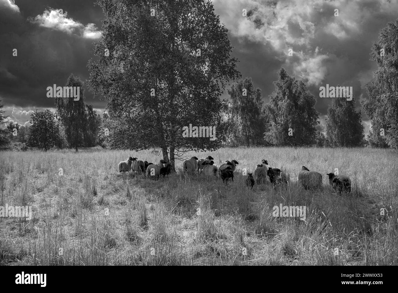 Mouton de lande à la recherche de l'ombre sous les arbres sur une réserve naturelle, Mecklembourg-Poméranie occidentale, Allemagne Banque D'Images