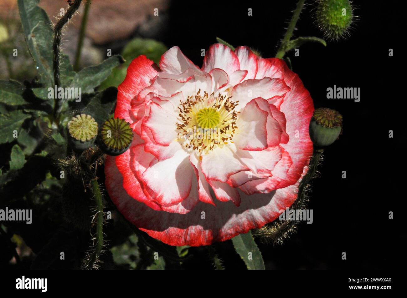 Shirley double mélange de pavot de maïs 'Papaver rhoeas' dans un jardin Somerset.pétales blancs avec bords rouges. Banque D'Images