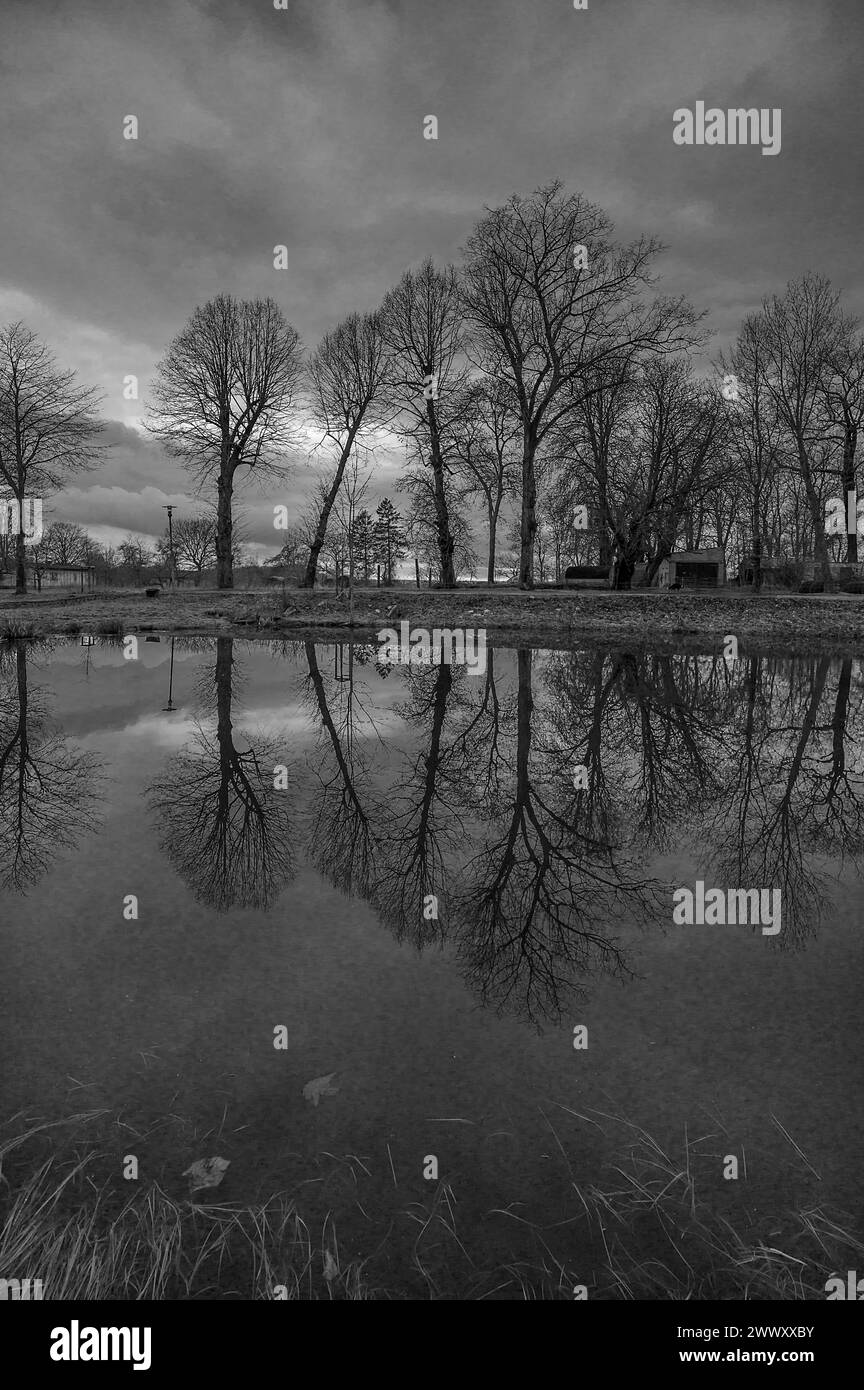 Arbres reflétés dans un étang, ambiance du soir, Mecklenburg-Poméranie occidentale, Allemagne Banque D'Images