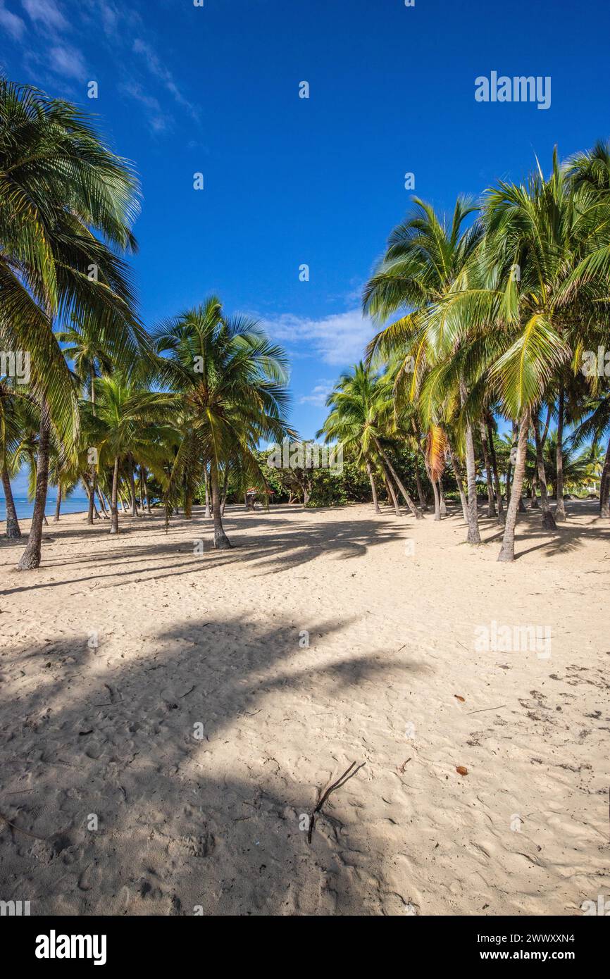 Romantique plage de sable des Caraïbes avec palmiers, mer turquoise. Paysage matinal photographié au lever du soleil à plage de bois Jolan, Guadeloupe, Français Banque D'Images