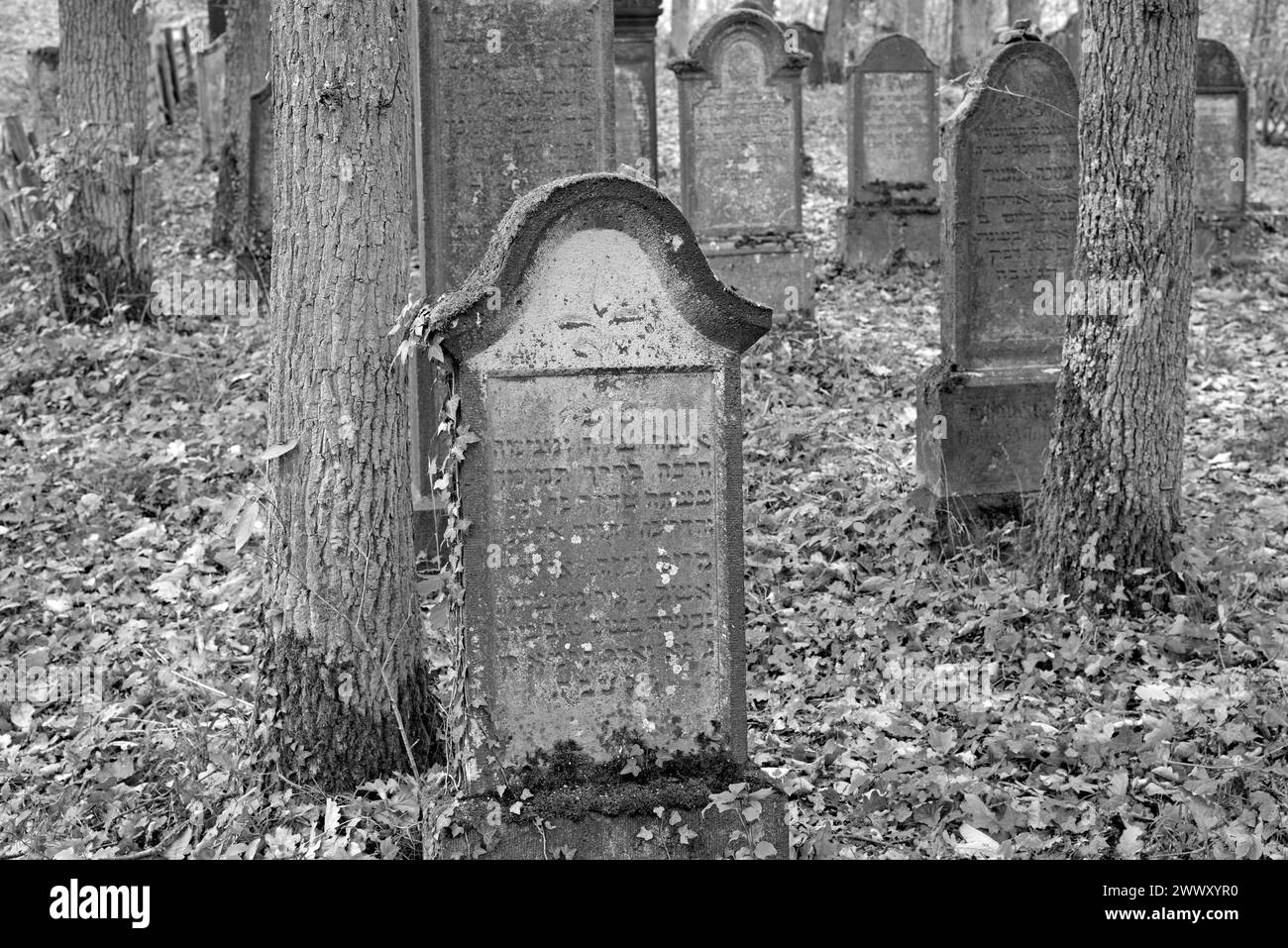 Cimetière juif, pierres tombales altérées, noir et blanc, village viticole Beilstein, Moselle, Rhénanie-Palatinat, Allemagne Banque D'Images