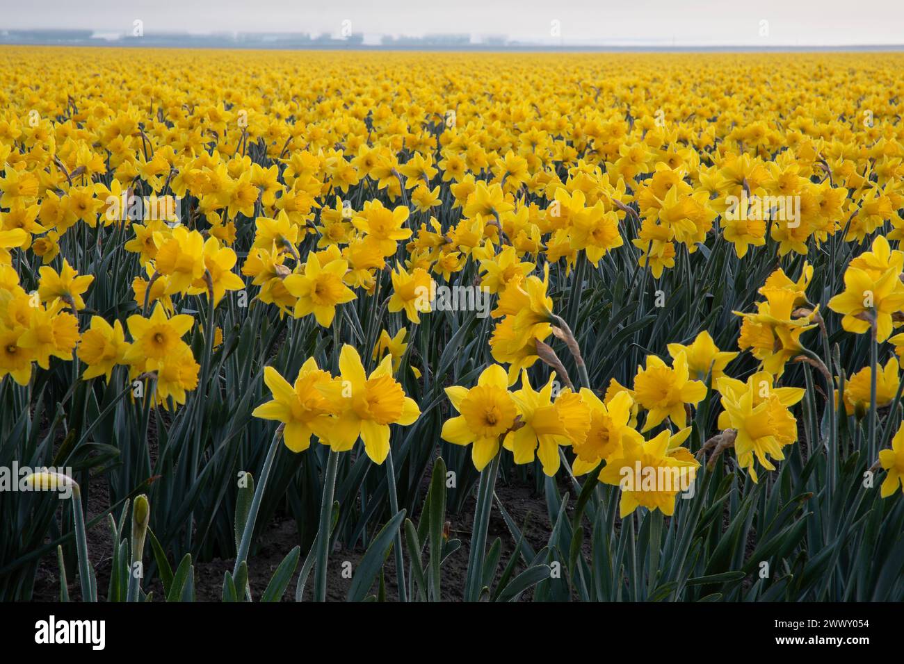 WA25113-00...WASHINGTON - champ de jonquilles en pleine floraison dans la vallée de Skagit près du mont Vernon. Banque D'Images
