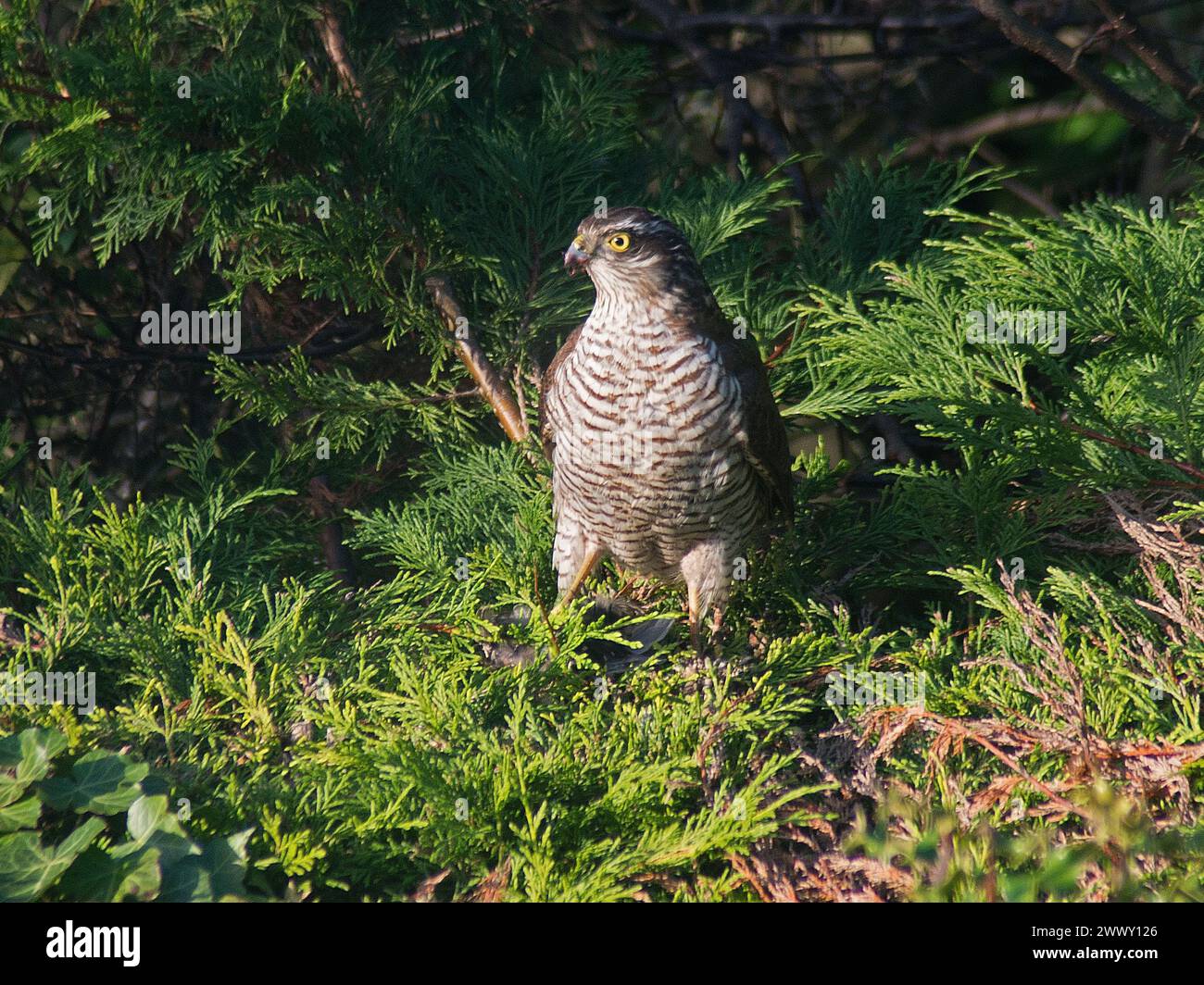 Sparrowhawk en vue rapprochée tenant tuer regardant vers la gauche, plumage clairement vu et avec du sang sur le bec, avec un fond de feuillage de conifères Banque D'Images