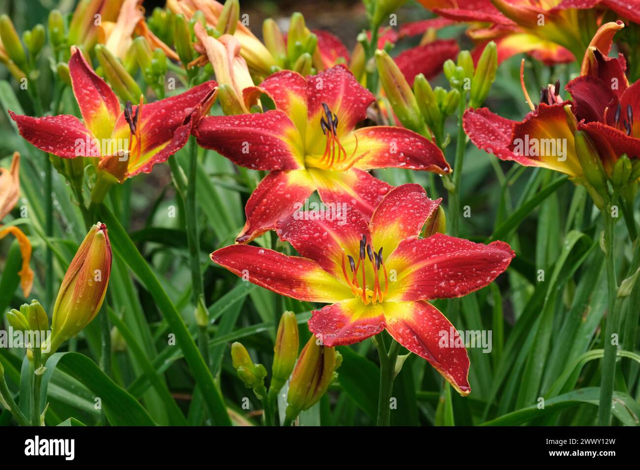Hemerocallis All American Chief, Daylily All American Chief, grandes fleurs rouges avec une gorge jaune Banque D'Images