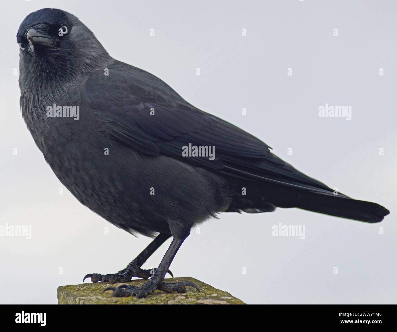 Jackdaw en pleine image étroite montrant les caractéristiques de la tête, du corps et des yeux et regardant légèrement vers la gauche Banque D'Images