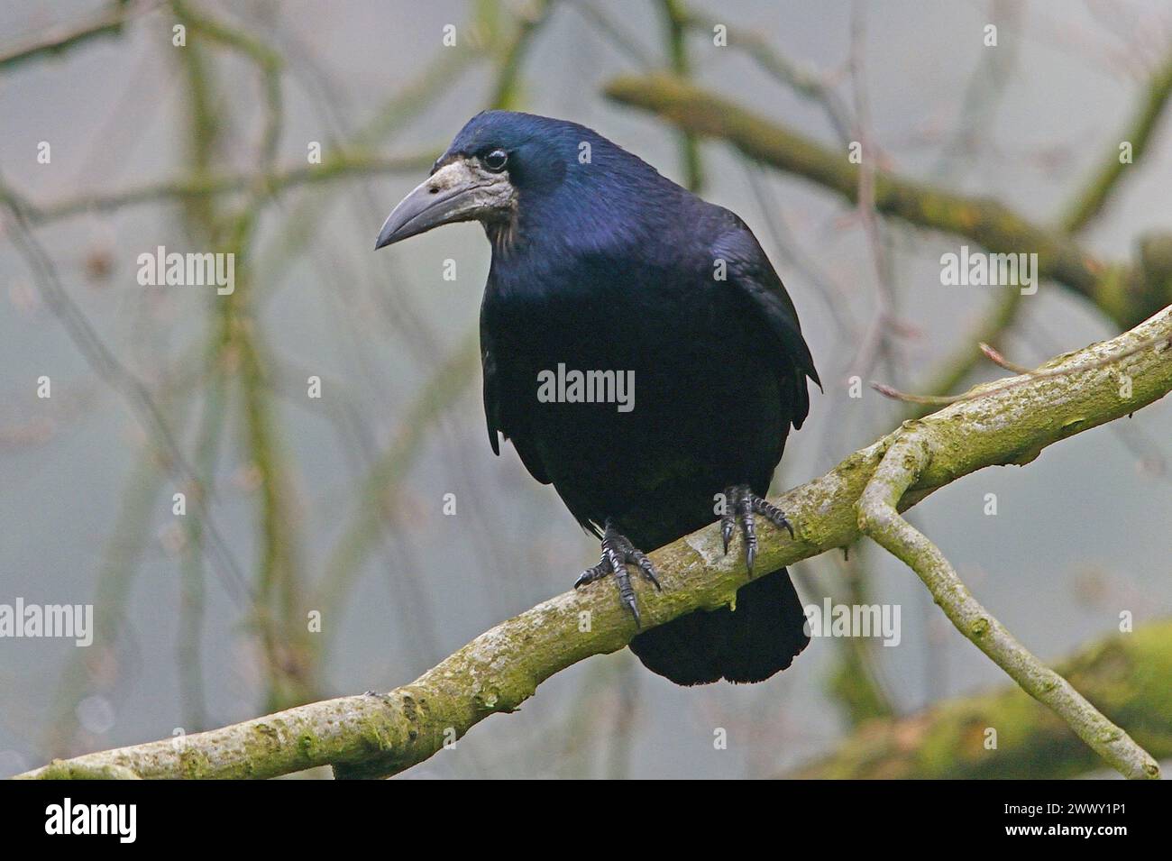 Tour en vue rapprochée perchée sur la branche avec la tête tournée et regardant à gauche montrant le corps, la tête, l'oeil et le bec Banque D'Images