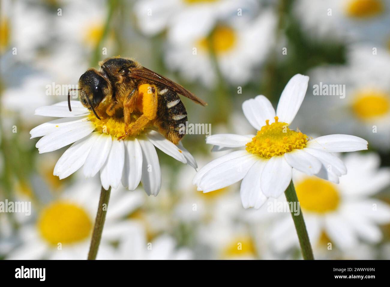 04.06.2016 Gänseblümchen & Biene Deutschland/ Sachsen Anhalt/ Altmark/ Altmarkkreis Salzwedel/ Stadt Klötze/ BEI Kusey/ Wiese übersät mit Gänseblümchen/ Biene beim Nektar sammeln *** 04 06 2016 Daisy Bee Allemagne Saxe Anhalt Altmark Altmarkkreis Salzwedel Stadt Klötze BEI Kusey Meadow jonchée de marguerites collectionnant le nectar Banque D'Images