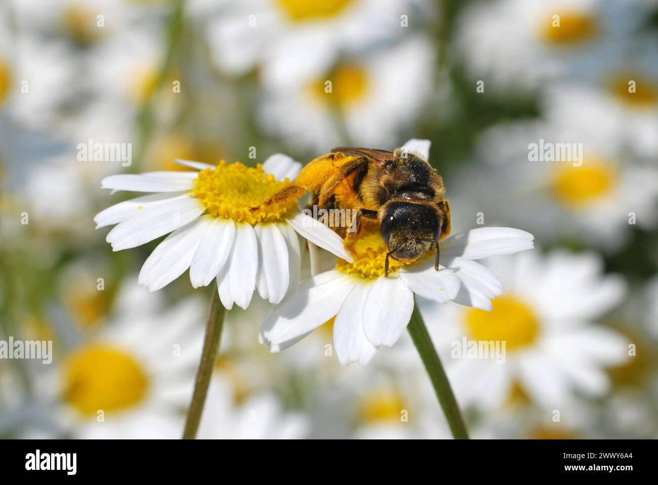 04.06.2016 Gänseblümchen & Biene Deutschland/ Sachsen Anhalt/ Altmark/ Altmarkkreis Salzwedel/ Stadt Klötze/ BEI Kusey/ Wiese übersät mit Gänseblümchen/ Biene beim Nektar sammeln *** 04 06 2016 Daisy Bee Allemagne Saxe Anhalt Altmark Altmarkkreis Salzwedel Stadt Klötze BEI Kusey Meadow jonchée de marguerites collectionnant le nectar Banque D'Images