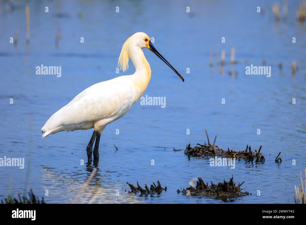 Gros plan d'une cupule commune, Platalea leucorodia, fourrager dans l'eau Banque D'Images