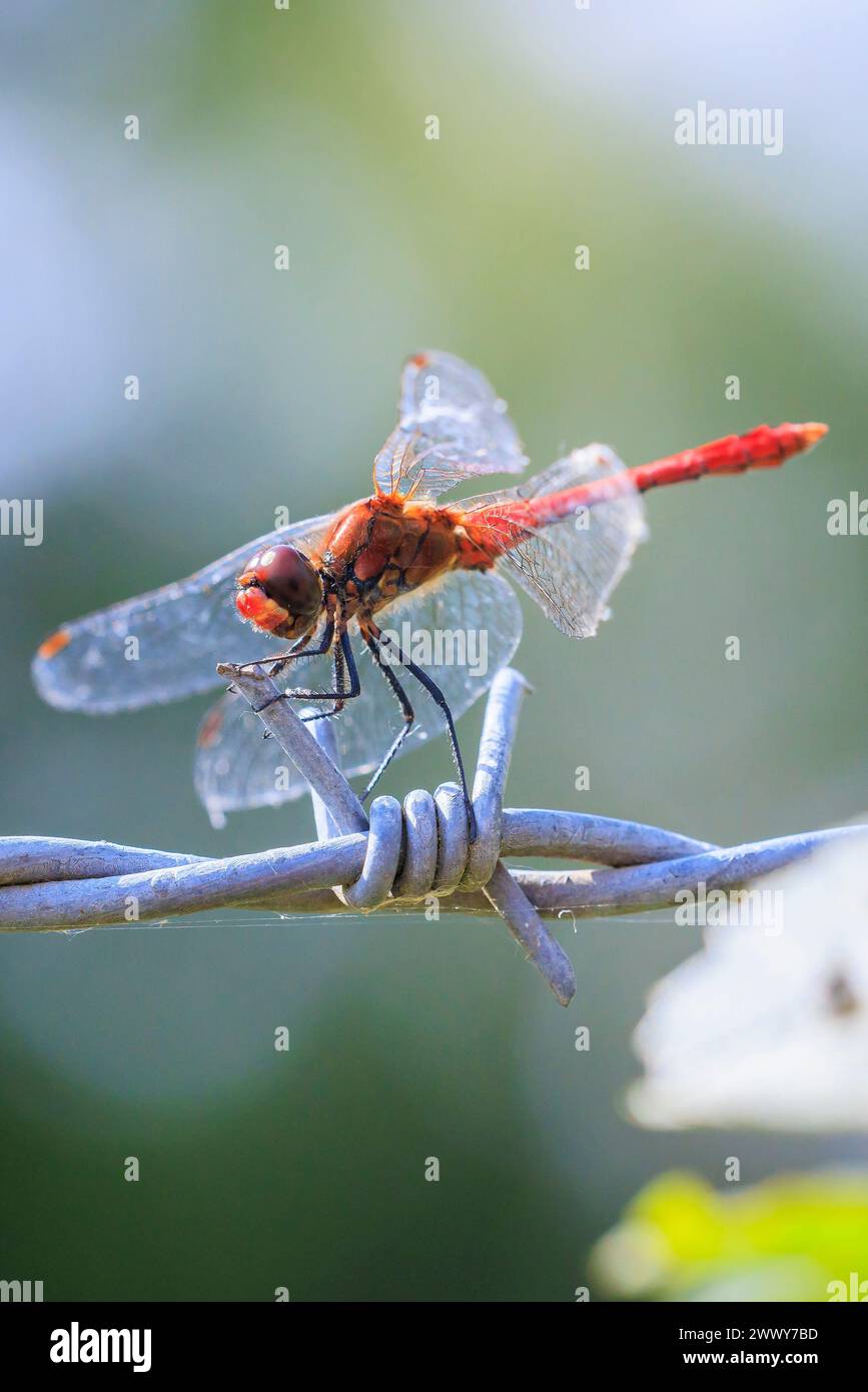 Sympetrum sanguineum mâle dard roux avec corps de couleur rouge reposant à la lumière du soleil dans une prairie. Banque D'Images