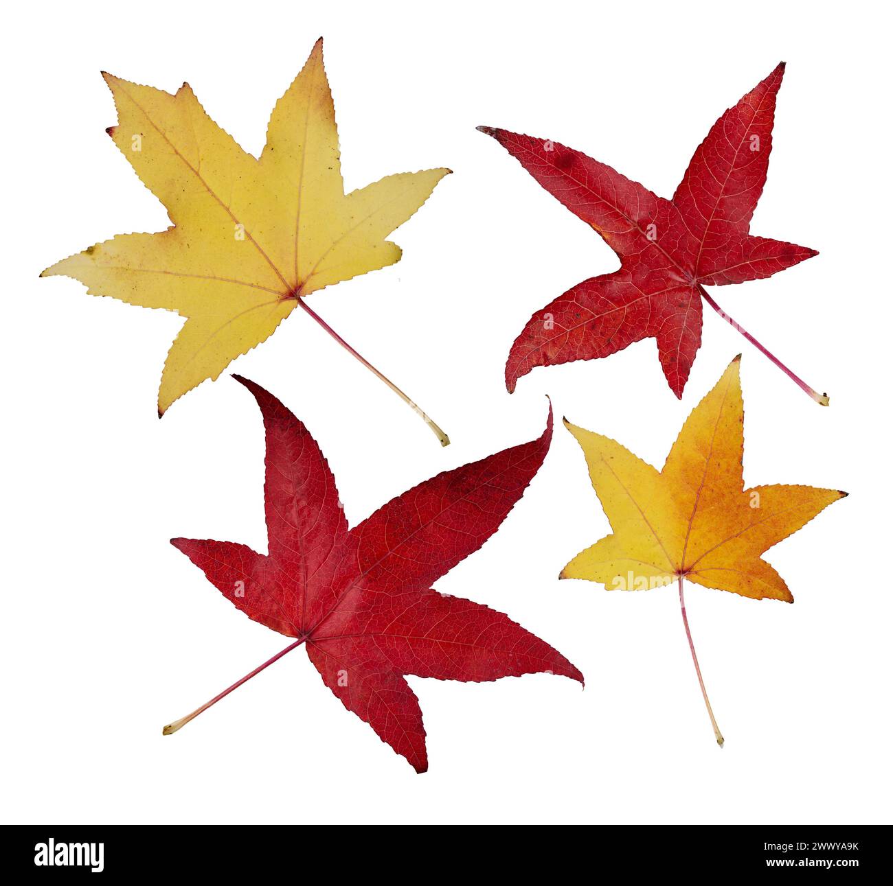 Ensemble de feuille d'érable d'automne isolé sur fond blanc. Collection de diverses feuilles d'érable pour la conception. Feuilles d'Acer Truncatum. Banque D'Images