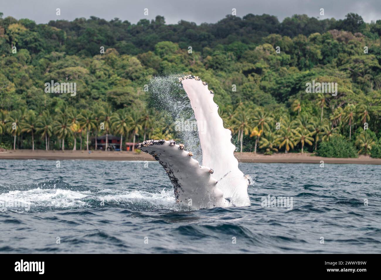 Baleine à bosse ou Megaptera novaeangliae, jouant à l'envers montrant les nageoires pectorales à Choco, Colombie. Une plage et une forêt tropicale peuvent être vues Banque D'Images