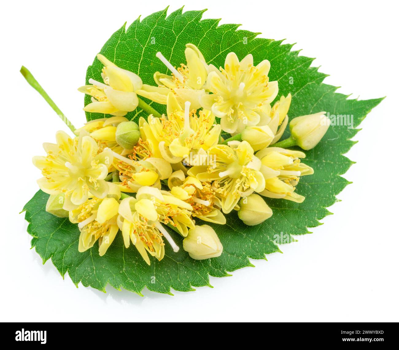 Fleurs de Linden ou fleurs de tilleul isolées sur fond blanc. Banque D'Images