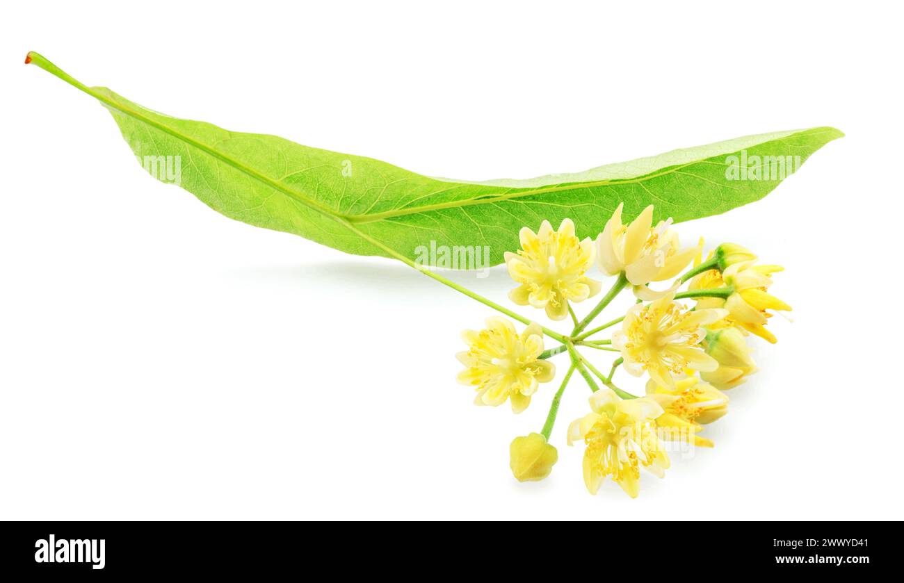 Fleurs de Linden ou fleurs de tilleul isolées sur fond blanc. Banque D'Images
