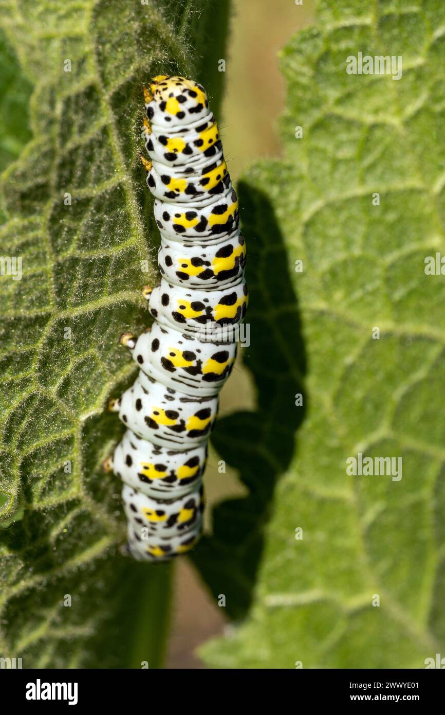 Harmonie feuillue . Le monde énigmatique de la chenille blanche avec des petits points jaunes et noirs. Majesté microcosmique. Banque D'Images