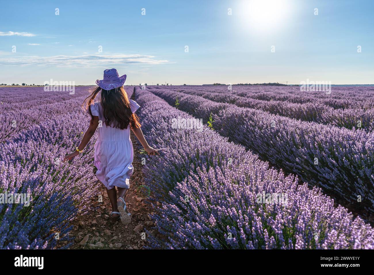 Jeune fille courant entre les buissons de lavande dans le champ. Brihuega, Espagne. Banque D'Images