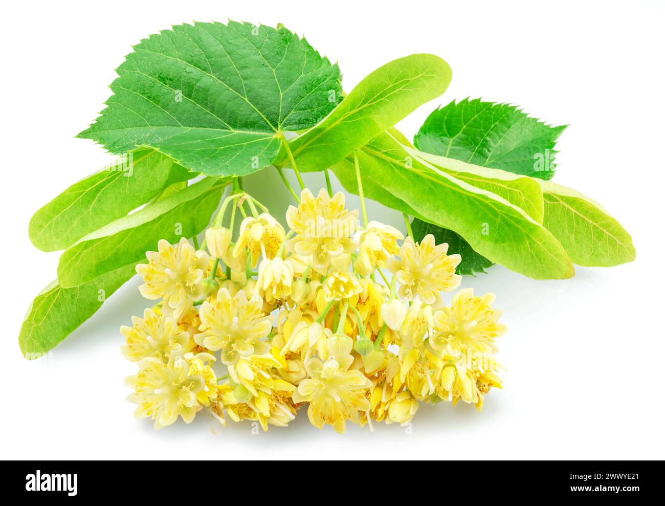 Fleurs de Linden ou fleurs de tilleul isolées sur fond blanc. Banque D'Images