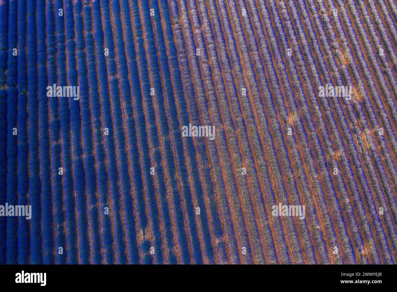 Champ de lavande en fleur. Vue aérienne sur des rangées de buissons de lavande. Brihuega, Espagne. Banque D'Images