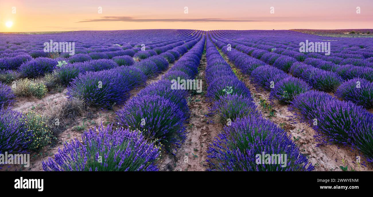 Champ de lavande en fleur. Rangées de buissons de lavande s'étendant jusqu'à la ligne d'horizon. Ciel magnifique à l'arrière-plan.Brihuega, Espagne. Banque D'Images