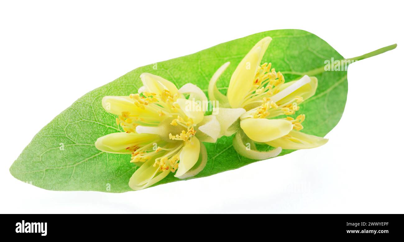 Fleurs de Linden sur la bractée de tilleul isolé sur fond blanc. Le fichier contient un chemin de détourage. Banque D'Images