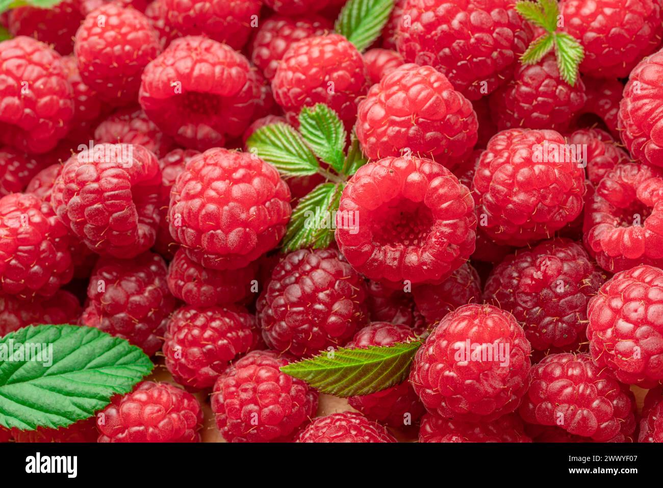 Framboises mûres rouges fraîches. Fond de framboises. Banque D'Images