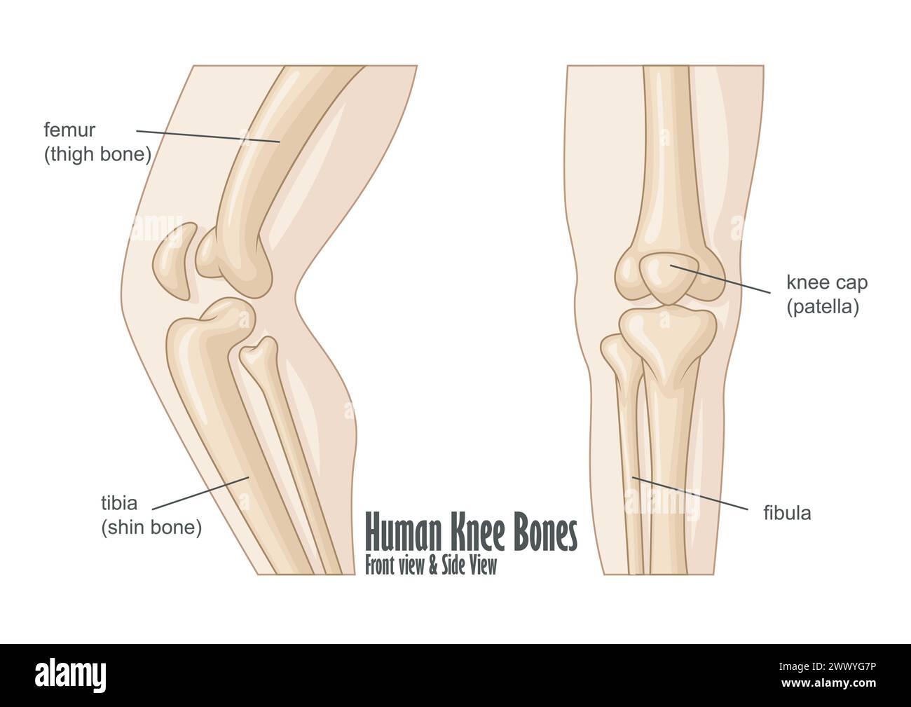 Os du genou humain vue avant et latérale de l'anatomie, illustration vectorielle Illustration de Vecteur
