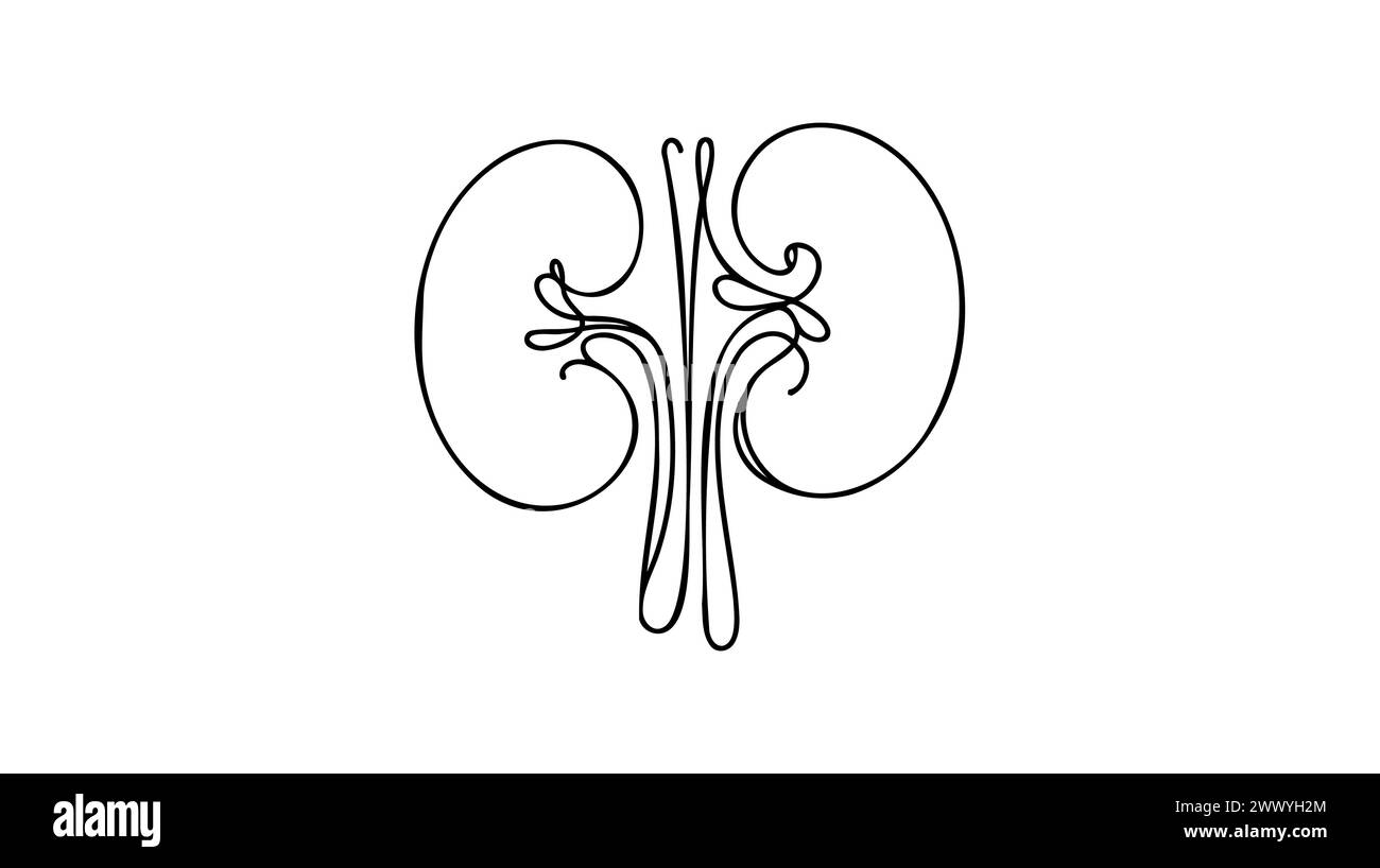 Reins humains avec uretères d'une ligne allongée Dessin de ligne continue de l'homme, interne, organes, reins, uretères, système excréteur. Illustration de Vecteur