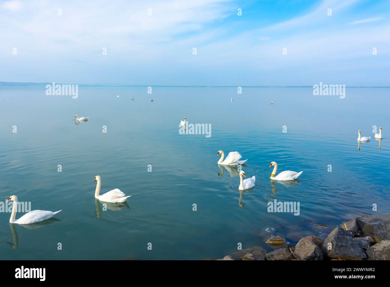 Beaucoup de cygnes sur le lac Balaton Hongrie eau bleue et ciel . Banque D'Images