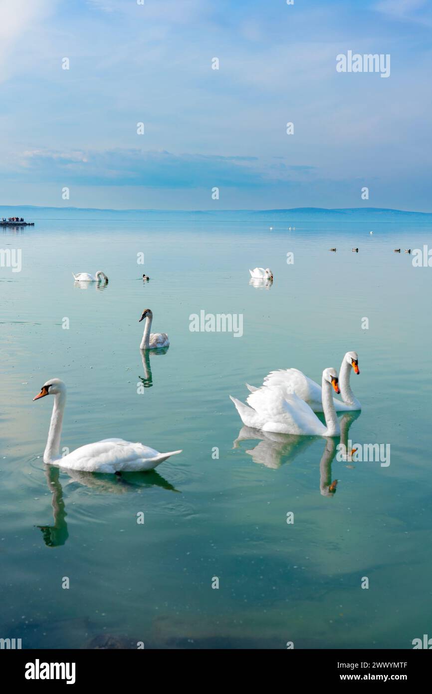 Beaucoup de cygnes sur le lac Balaton Hongrie eau bleue et ciel . Banque D'Images