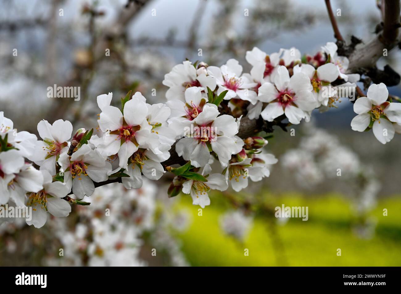 Fleurs sur branche d'amandier (Prunus amygdalus) ou alternative (Prunus dulcis) Banque D'Images