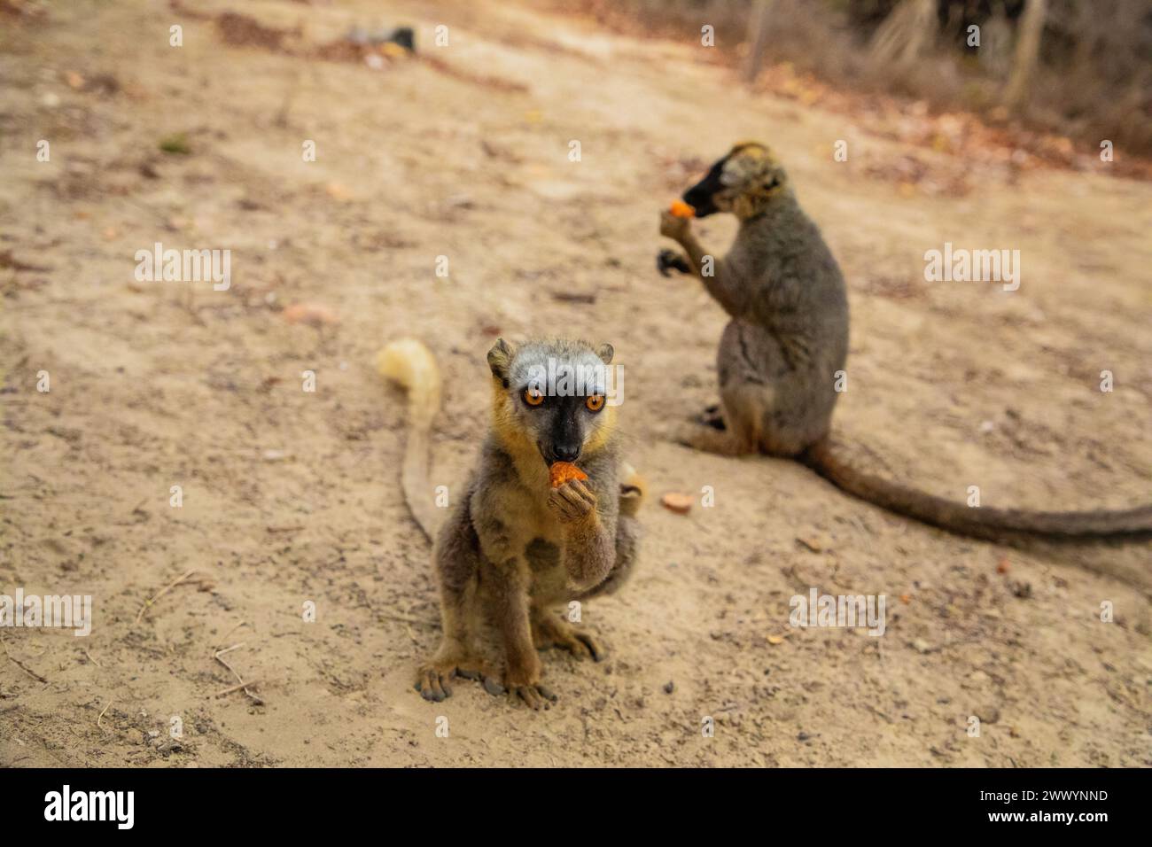 Mignon lémurien brun commun (Eulemur fulvus) aux yeux orange. Animal endémique menacé sur tronc d'arbre dans l'habitat naturel, réserve Kimony. Exotique malgache Banque D'Images