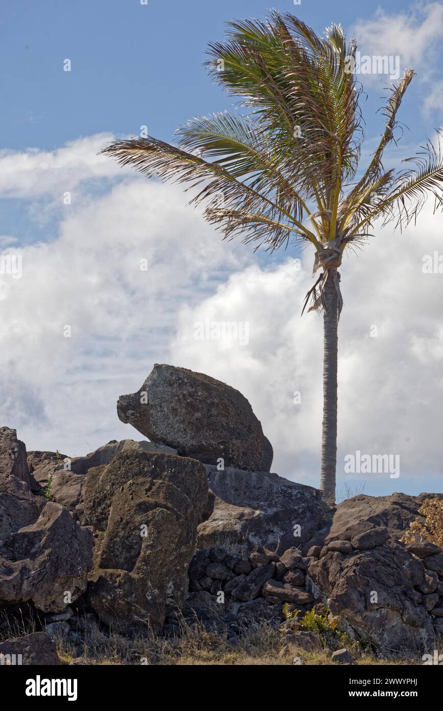 Île de Pâques, Chili. 29 décembre 2023. Un moai renversé sur le côté de la route au sud-est de l'île de Pâques. Banque D'Images