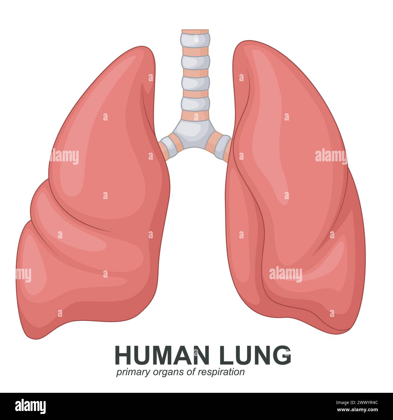 Poumons humains dessin animé respiratoire, illustration vectorielle Illustration de Vecteur