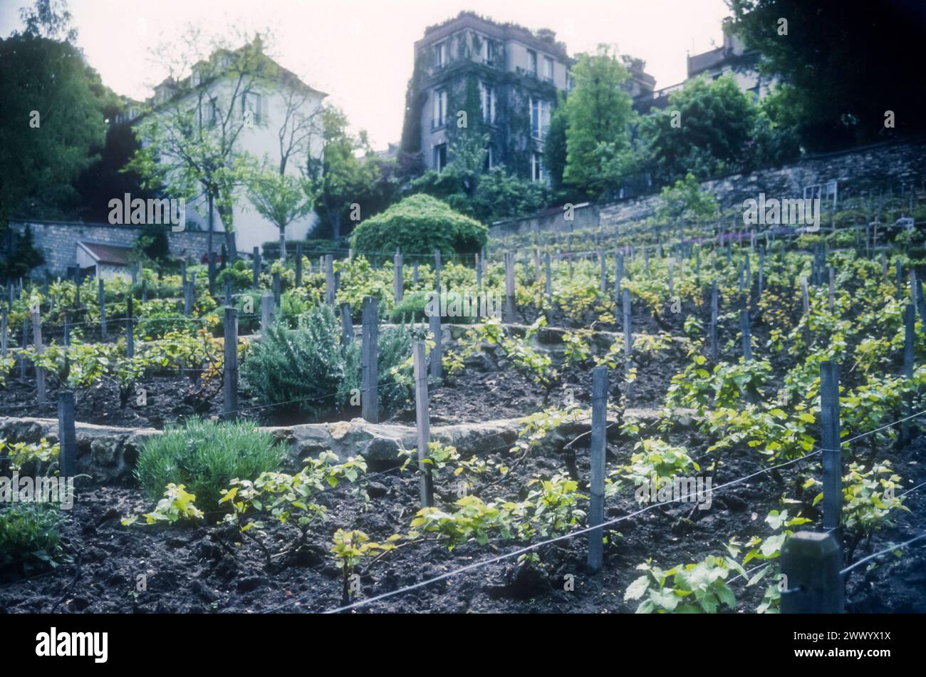 Photographie d'archive 1993 du vignoble de Montmartre à Paris. Banque D'Images