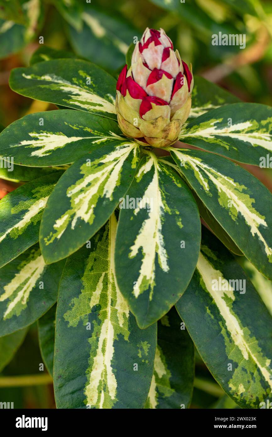 Naturel gros plan portrait de plante à fleurs deRhododendron 'President Roosevelt'. Séduisant, étonnant, époustouflant, fascinant, éblouissant Banque D'Images