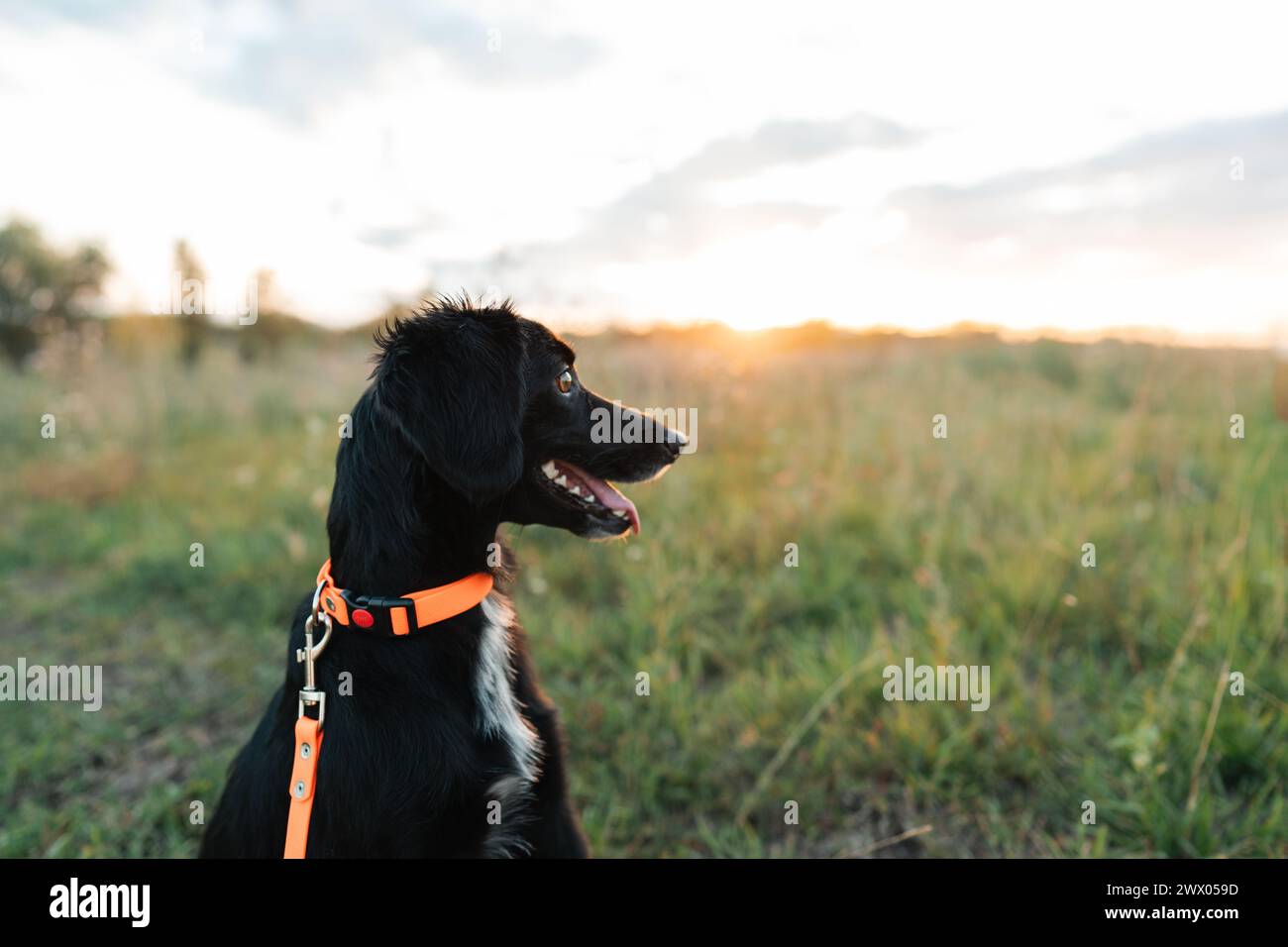 Chien souriant drôle sur une promenade Banque D'Images